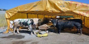 Kurban Hisse Rakamları