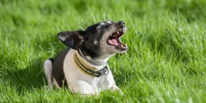 Ezan Okununca Köpeklerin Uluması