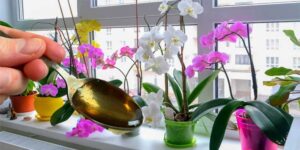 Orkide Çiçeklerine Bakmanın En İyi Tüyosu