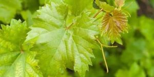 Varisleri siler geçer