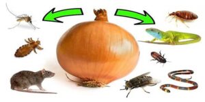 Böcekleri tek tek yok eder