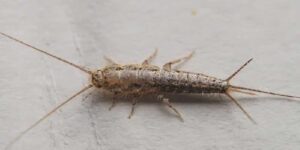 Evde ki gümüş böceğinden kurtulma yöntemi