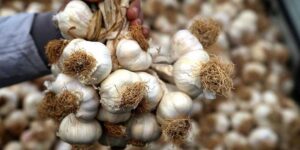 Sarımsakları bozulmadan saklamanın yolu