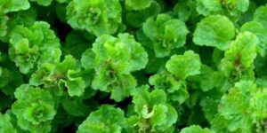 Evlere bolluk ve bereket katan bitki