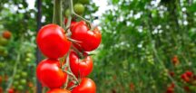 Domates Kahvaltıda Tüketenler