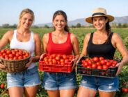 Fresh From the Field Tomato Harvest
