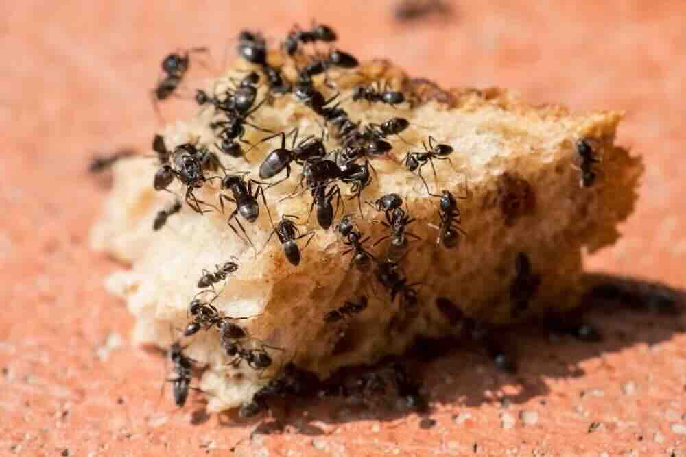 Eve karınca gelmesi hangi manevi işaretlere yoruluyor?