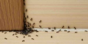 Eve karıncaların girmesi.