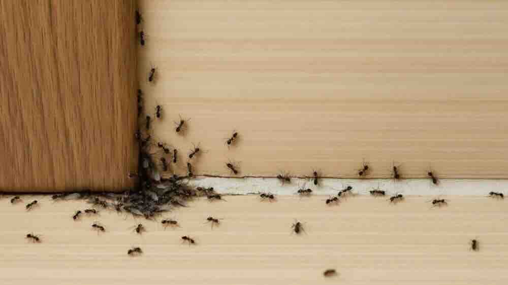 Eve karıncaların girmesi.