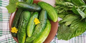 Doktorlar Açıkladı: Salatalık Tüketmenin Vücuda Etkileri Neler?
