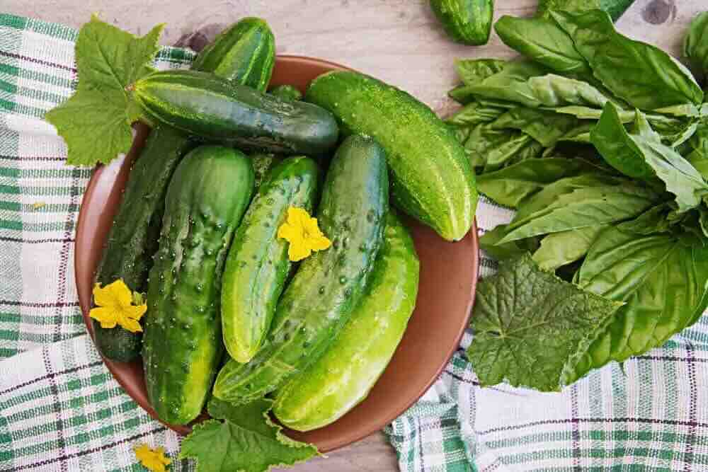 Doktorlar Açıkladı: Salatalık Tüketmenin Vücuda Etkileri Neler?